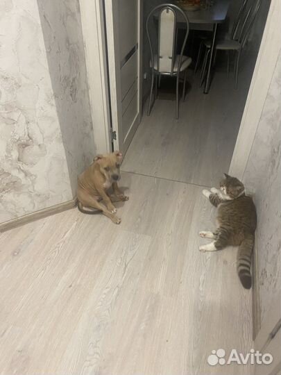 Передержка животных и выгул собак