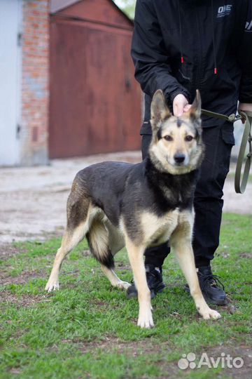 Харизматичная Мышка ищет дом