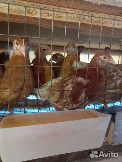 Бройлер Утята