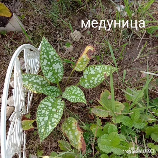 Хоста многолетники для сада