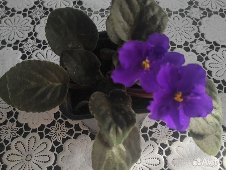 Комнатные цветы