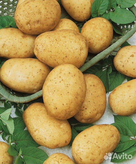 Продам картофель