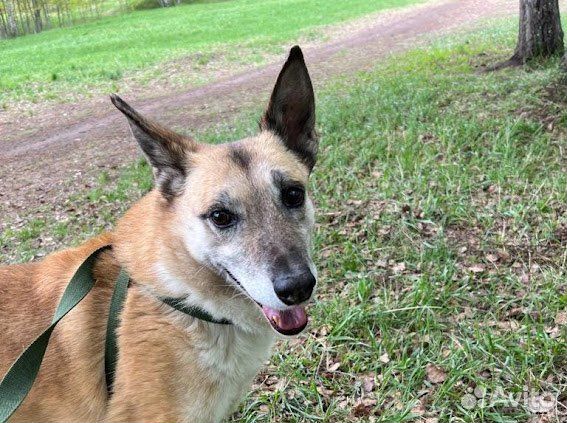 Спокойная взрослая собака мечтает о доме