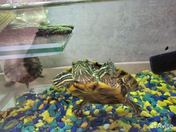 Красноухие черепахи