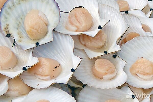 Морской гребешок