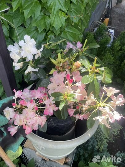 Рододендрон