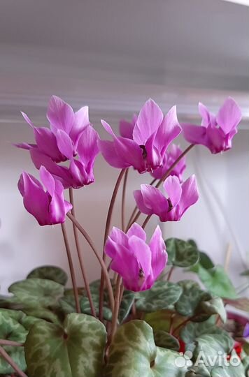 Европейский цикламен душистый Purpurascens