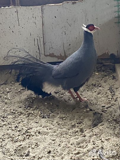 Фазан синий, ушастый