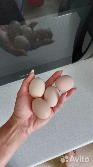 Домашние куриные яйца,от молодых курочек