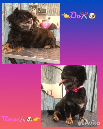 Грумер,груминг,стрижка кошек,собак и кроликов