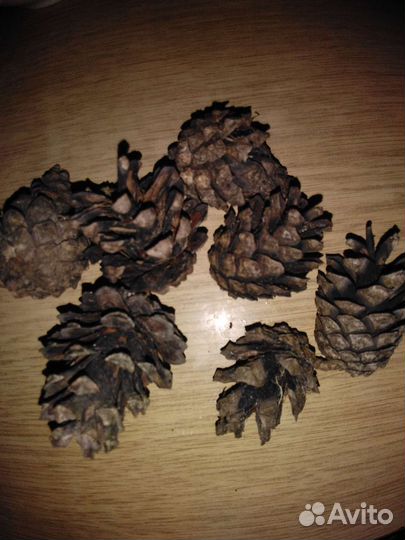 Шишки ели и сосны для самовара,творчества и декора