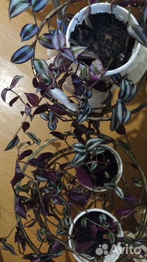 Традесканция Зебрина фиолетовая в горшочках