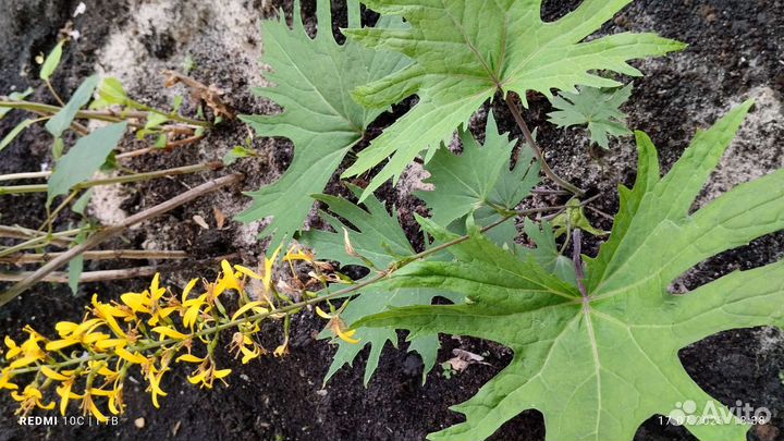 Многолетние цветы