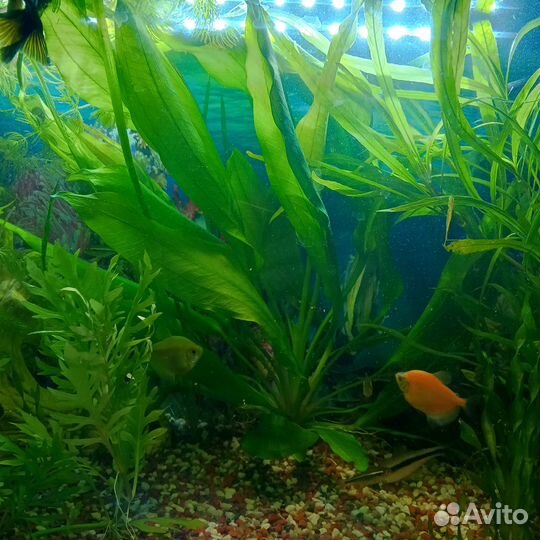 Криптокорина