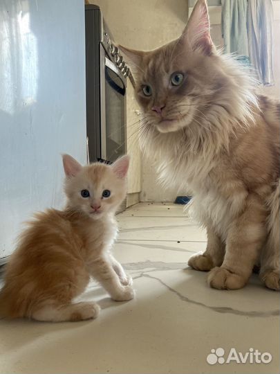 Рыжий котенок мейкун