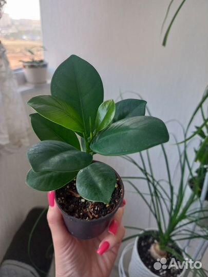 Фикусы мокламе и али