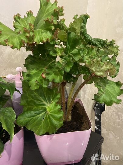 Бегония воротничковая