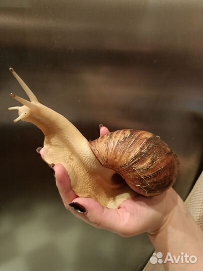 Улитки Архахатины