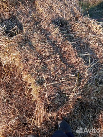 Продам сено в рулонах и тюки суданской травы
