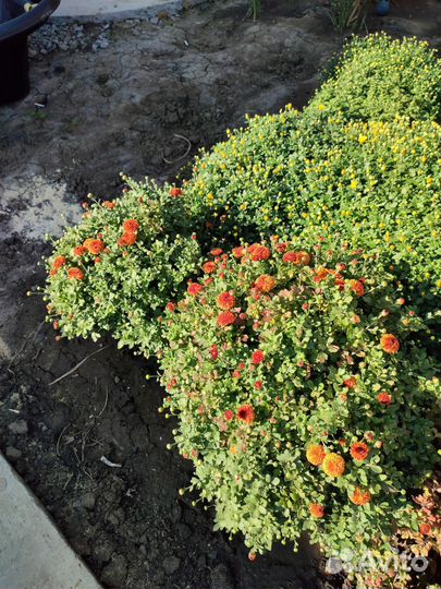 Хризантемы мультифлора