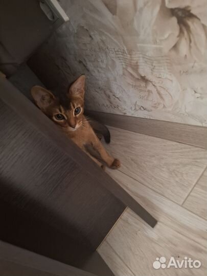 Абиссинская кошка