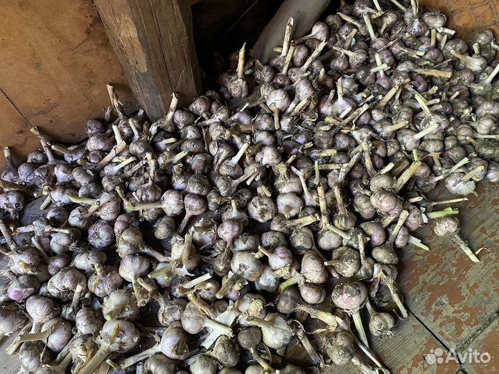 Чеснок молодой