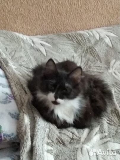 Отдам котят