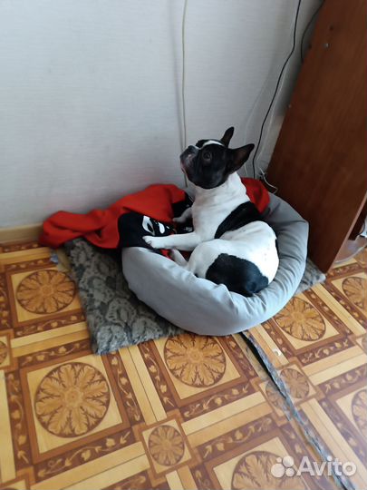 Кофта Максима (подстилка для животных )