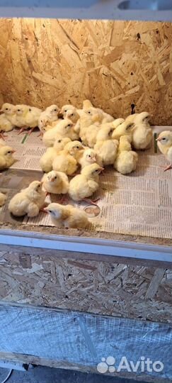 Бройлеры Кооб 500 цена 1