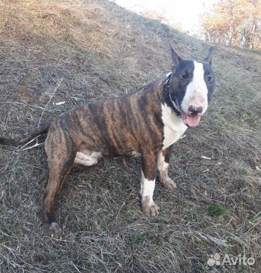 Бультерьер