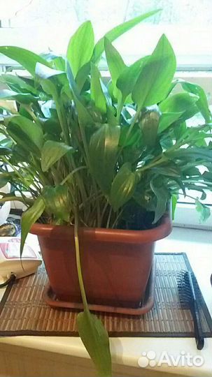 Комнатные растения