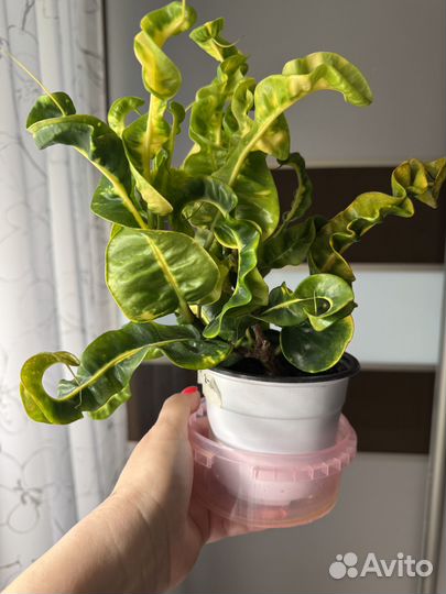 Кротон тайский