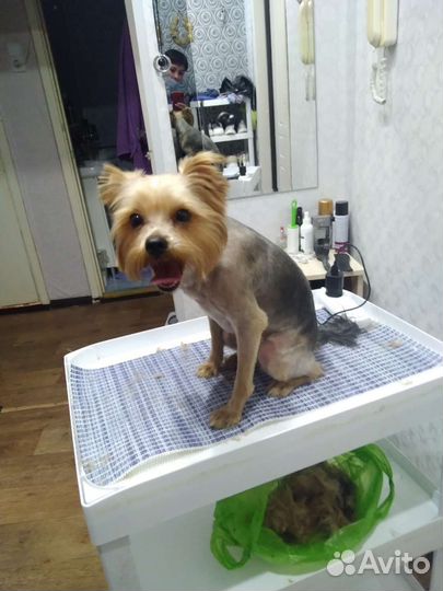 Стрижка йорков