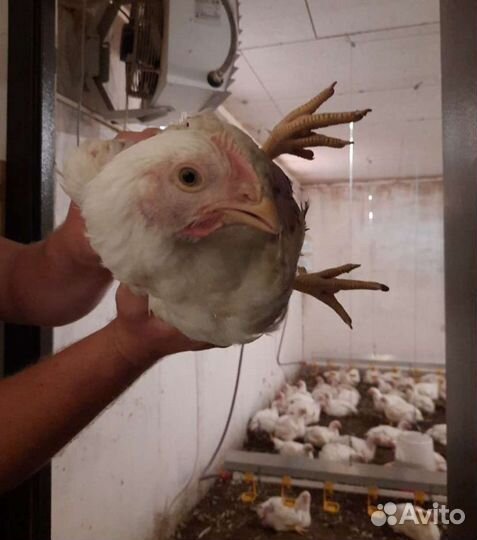 Куры бройлеры домашние мясо