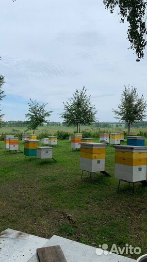 Алтайский мёд урожай 2023