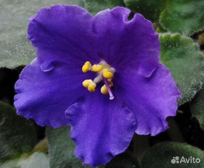 Фиалка цветущая в горшочке