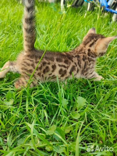 Бенгальская