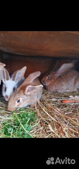 Кролики разных пород