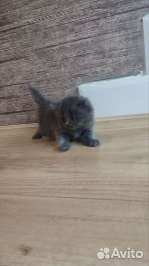 Британские котята