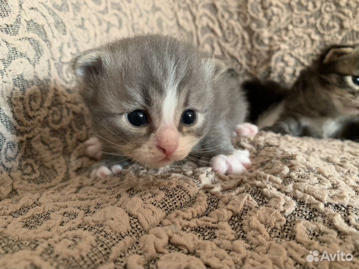 Котята в дрбрые руки