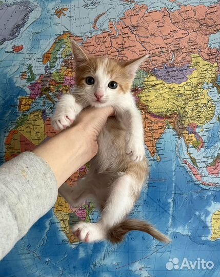 Бело-рыжий Фунтик