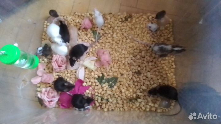 Декоративные мыши