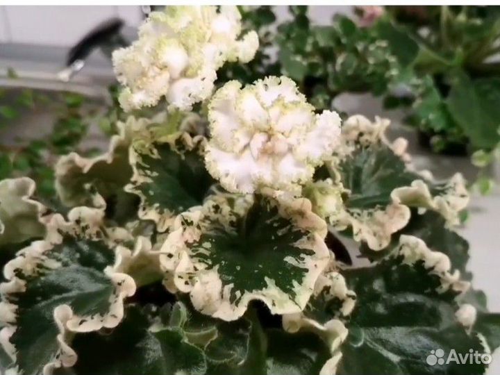 Листы на срез сортовых фиалок