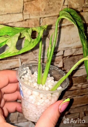 Монстера адансони вариегатная-2