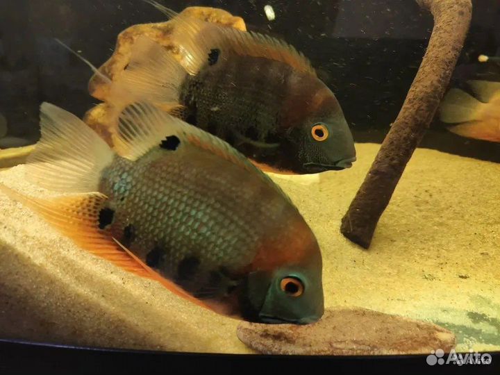 Аквариумные рыбки