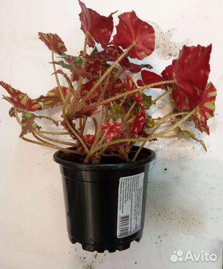 Бегония тигровая бауэра