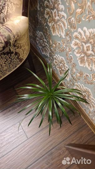 Пальма драцена