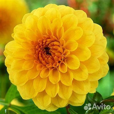 Георгины клубни