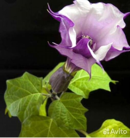 Бругмансия Канна пестролистная