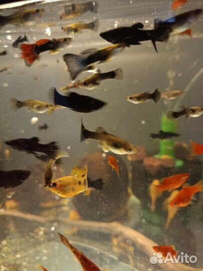 Сомики анциструсы, пецилии, моллинезии, гуппи